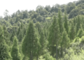 One man’s plantation helps preserve an age-old tradition